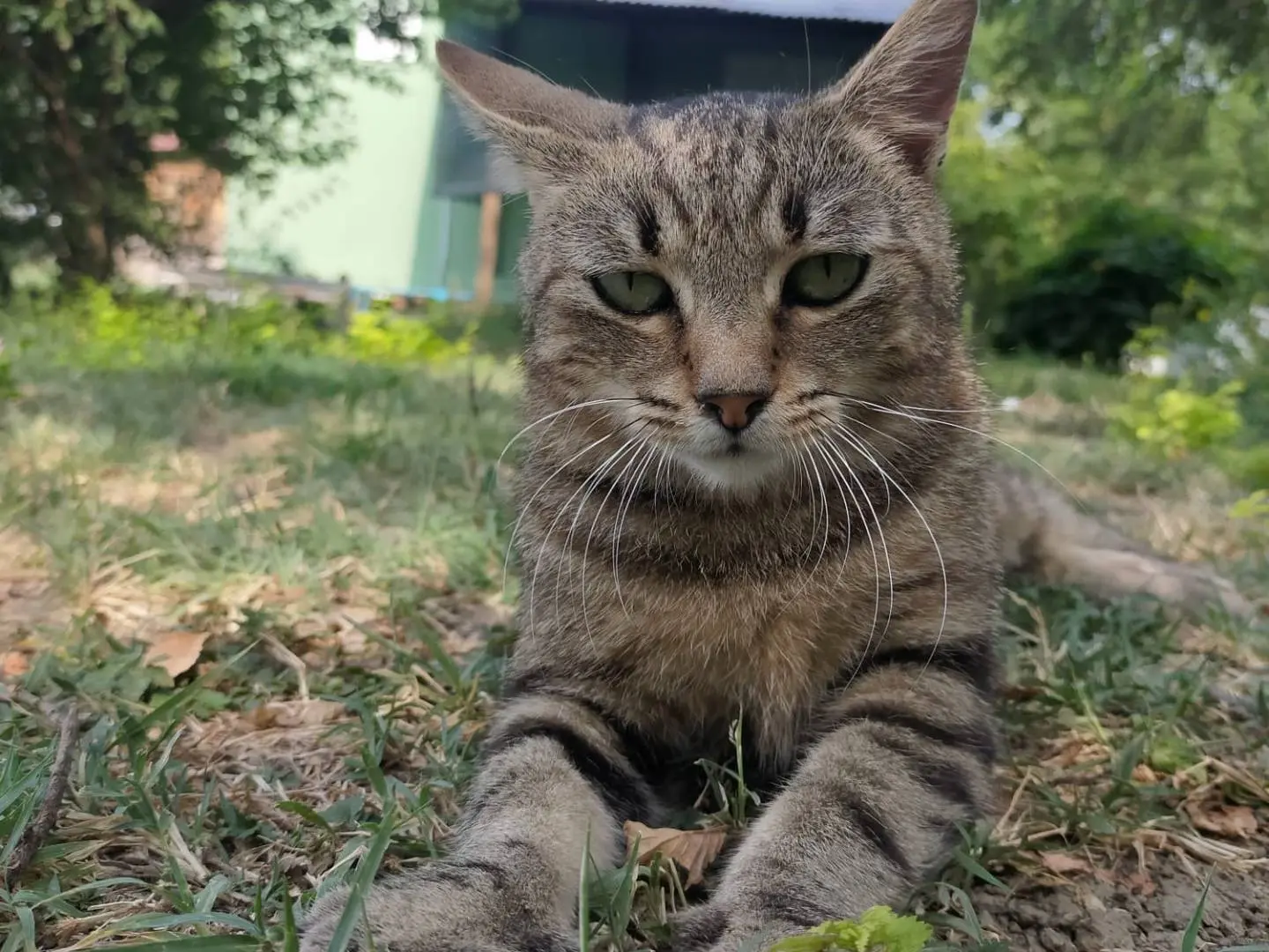Adotta un gatto, femmina, 2 anni e 3 mesi, Parma