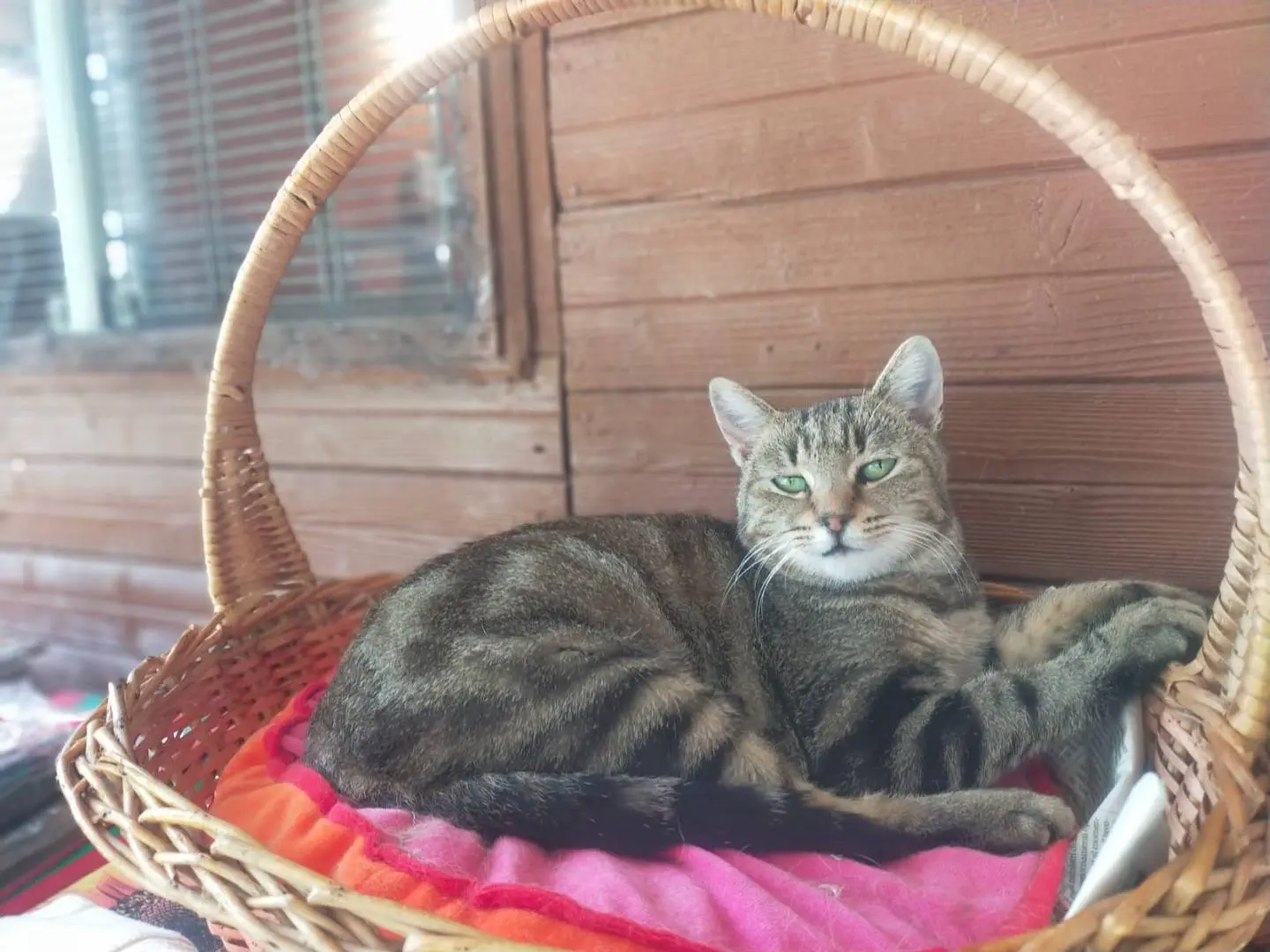 Vuoi adottare un gatto a Parma?