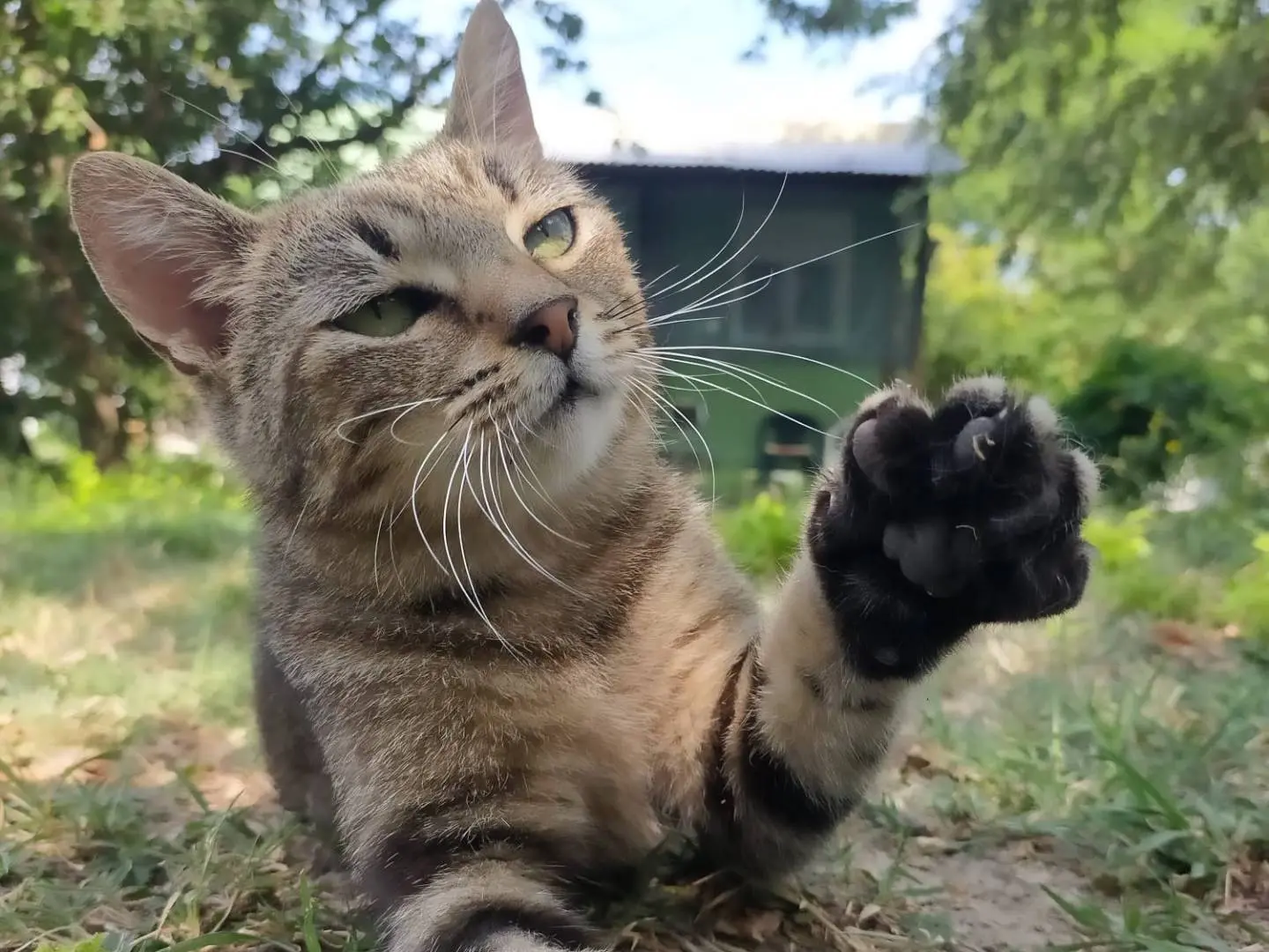 Adotta un gatto, taglia non valida, femmina, Parma