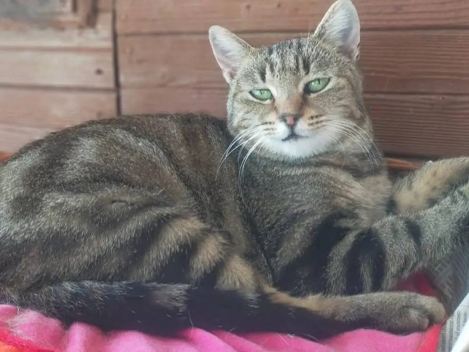 Adozione gatto, femmina, Razza sconosciuta Razza sconosciuta, 2 anni e 3 mesi, taglia non valida, Parma