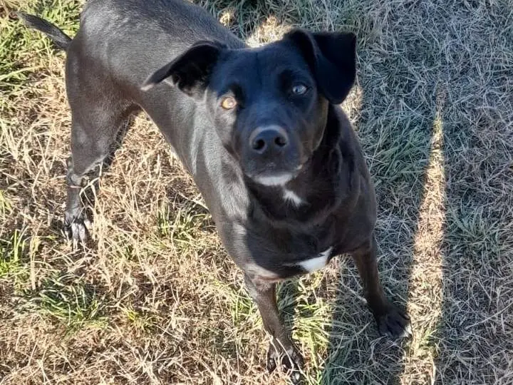 Adozione cane, femmina, Razza sconosciuta Razza sconosciuta, 9 anni e 5 mesi, taglia media, Milano
