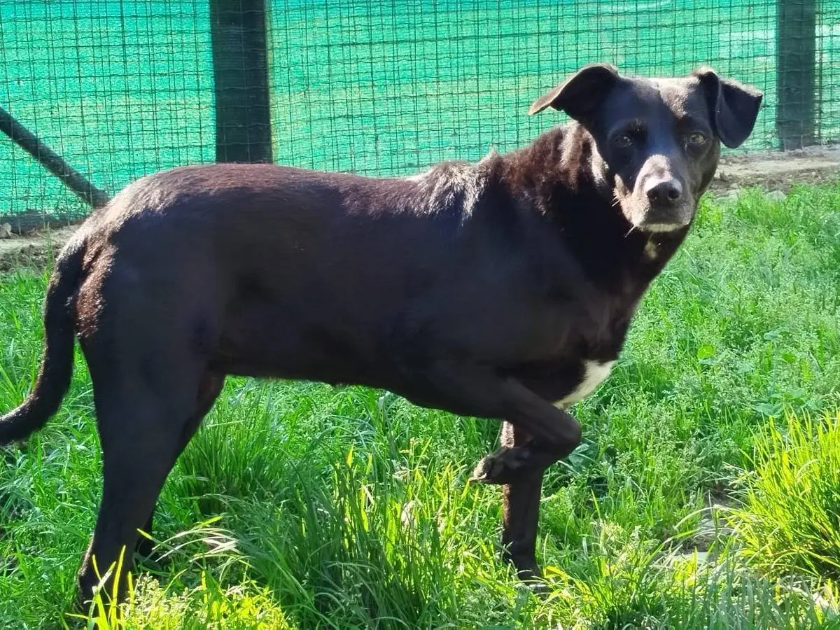 Adotta un cane, taglia media, femmina, Milano