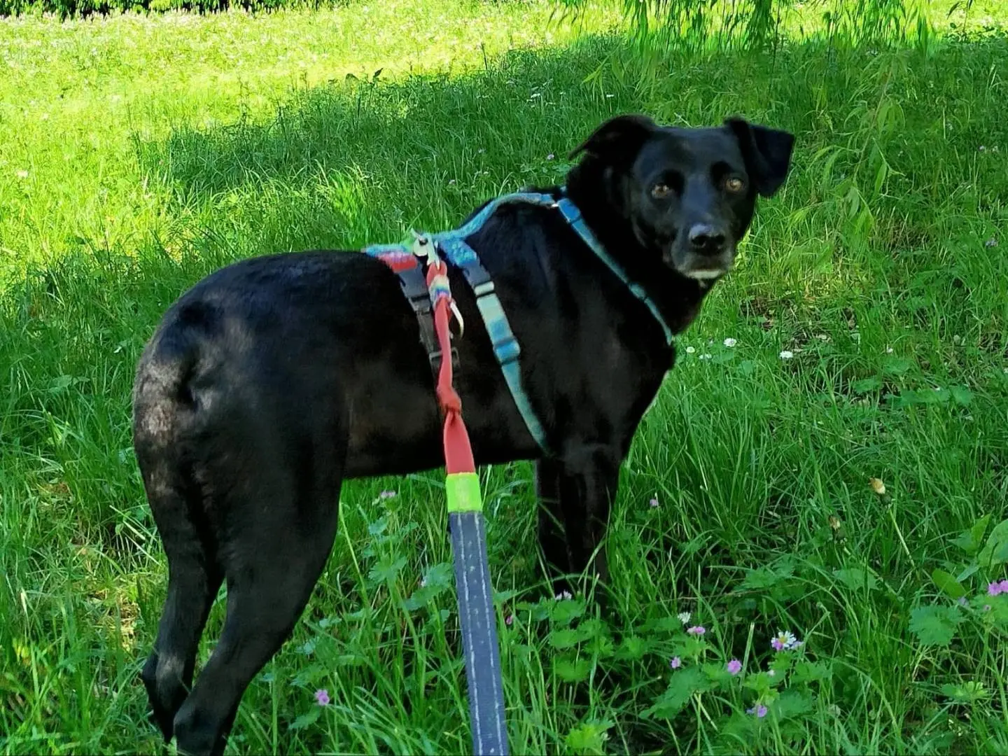 Adotta il cane Bebe a Milano