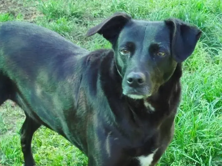 Vuoi adottare un cane a Milano?