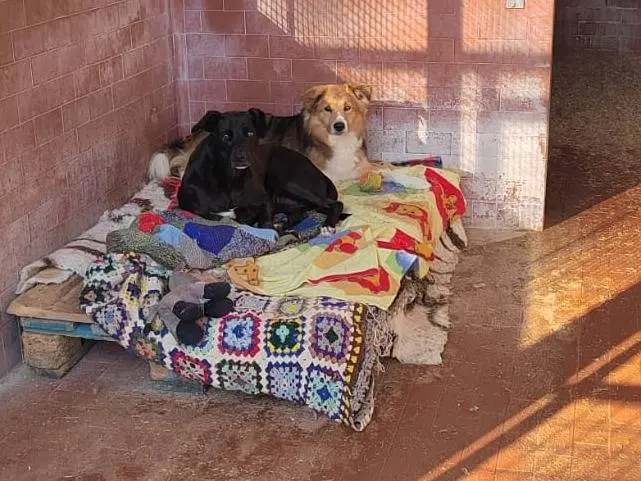 Adotta un cane, femmina, 9 anni e 5 mesi, Milano