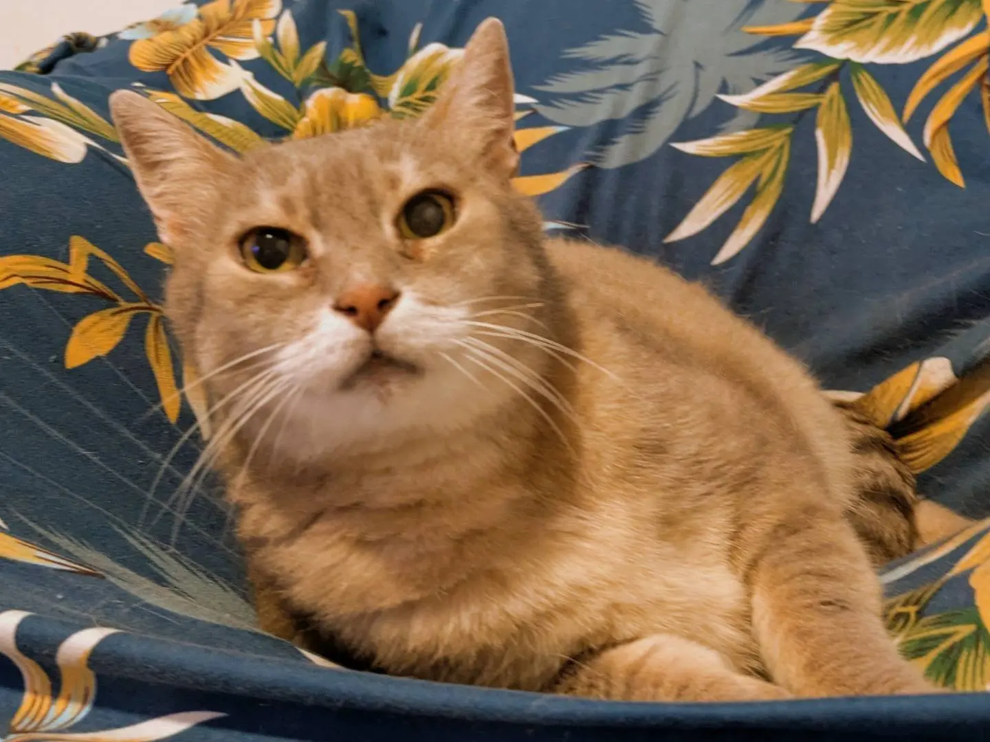 Adotta un gatto, femmina, 8 anni e 6 mesi, Verona