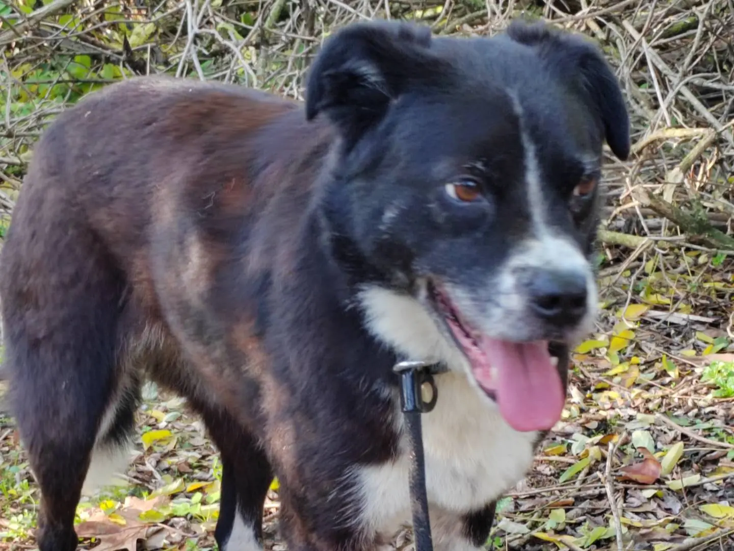 Adotta il cane Queen di Cremona a Cremona