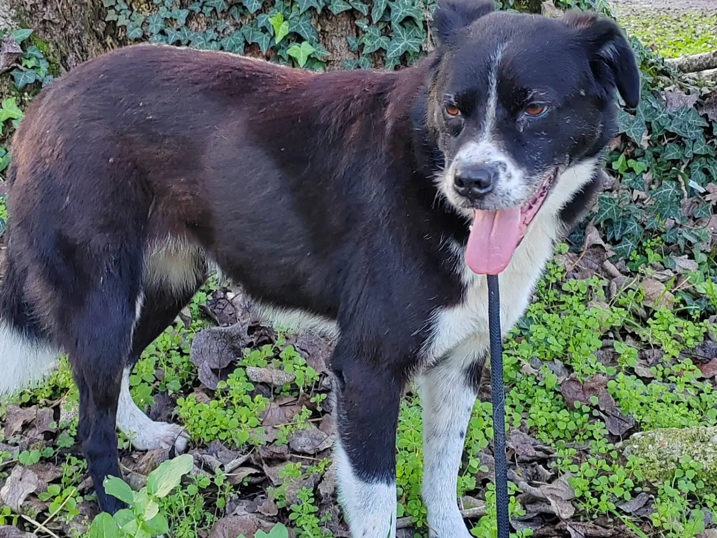 Vuoi adottare un cane a Cremona?