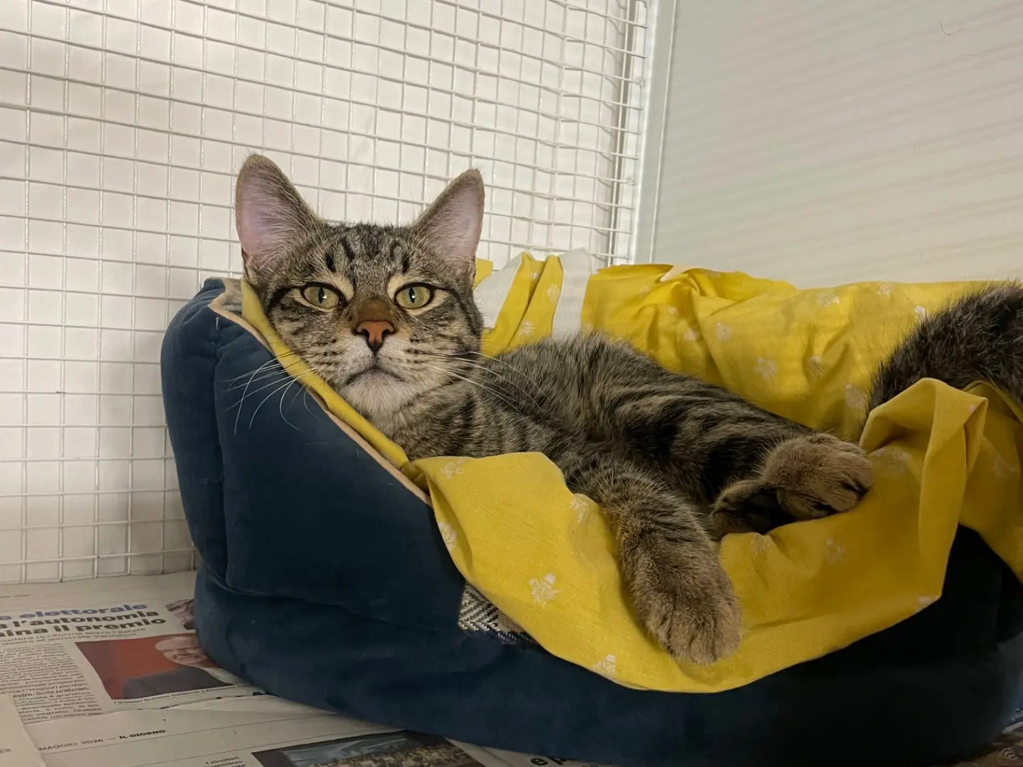 Adozione gatto, maschio, Razza sconosciuta Razza sconosciuta, 7 mesi, taglia non valida, Milano