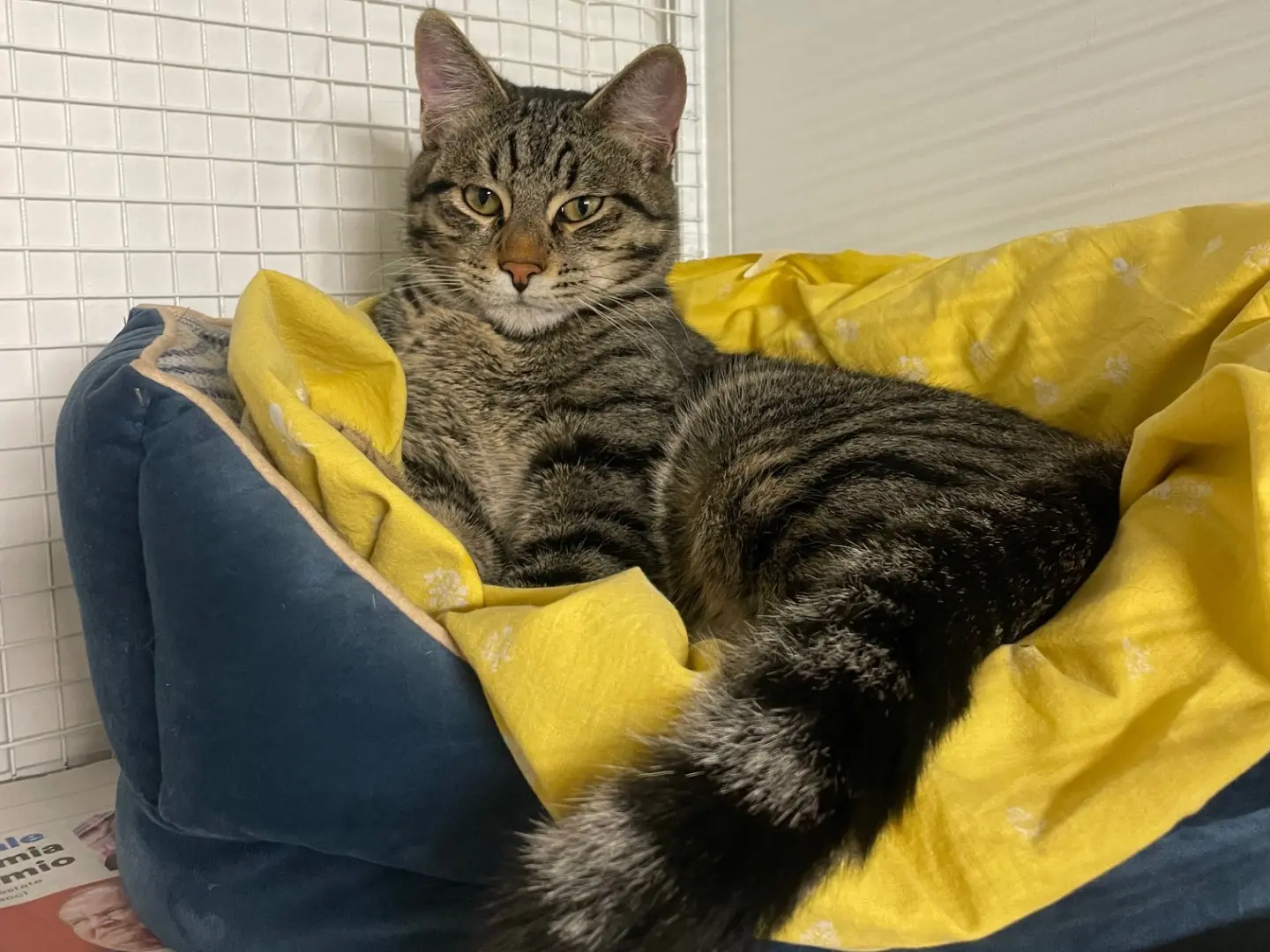 Adotta un gatto, taglia non valida, maschio, Milano