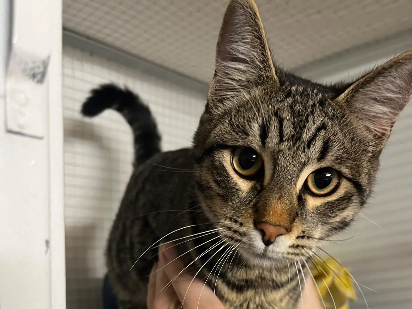Vuoi adottare un gatto a Milano?