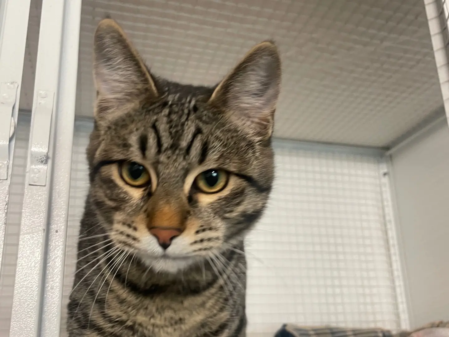 Adotta un gatto, maschio, 7 mesi, Milano