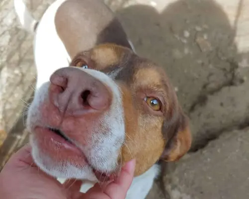 Adotta un cane, taglia media, maschio, Messina
