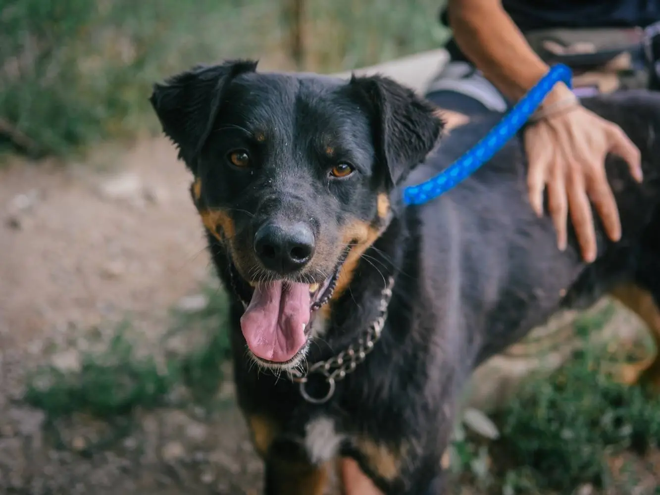 Adozione cane, maschio, meticcio, 7 anni e 2 mesi, taglia grande, Bologna
