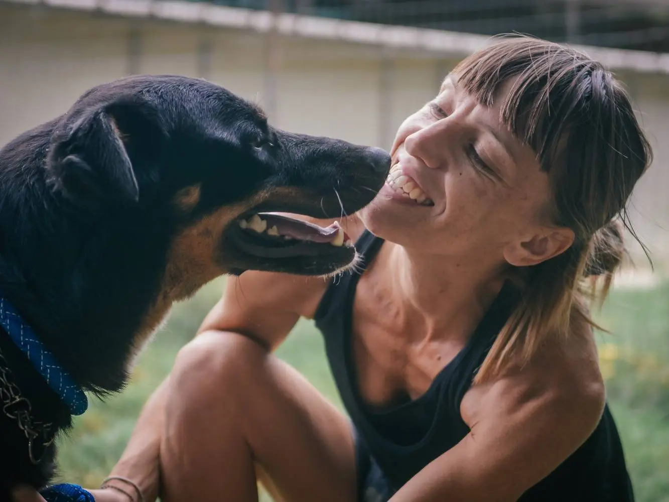 Adotta un cane, maschio, 7 anni e 2 mesi, Bologna