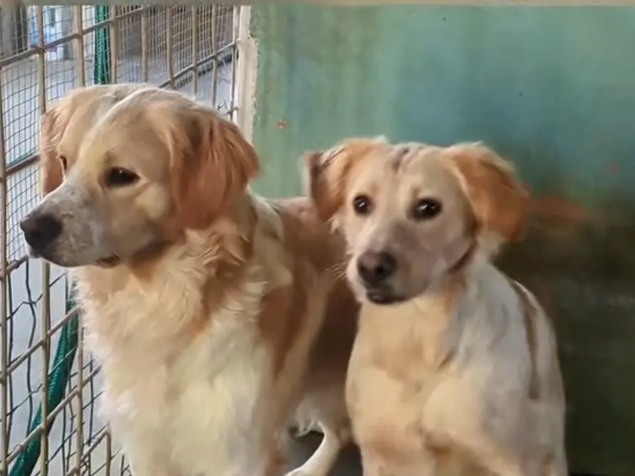 Adotta un cane, maschio, 2 anni e 6 mesi, Brescia