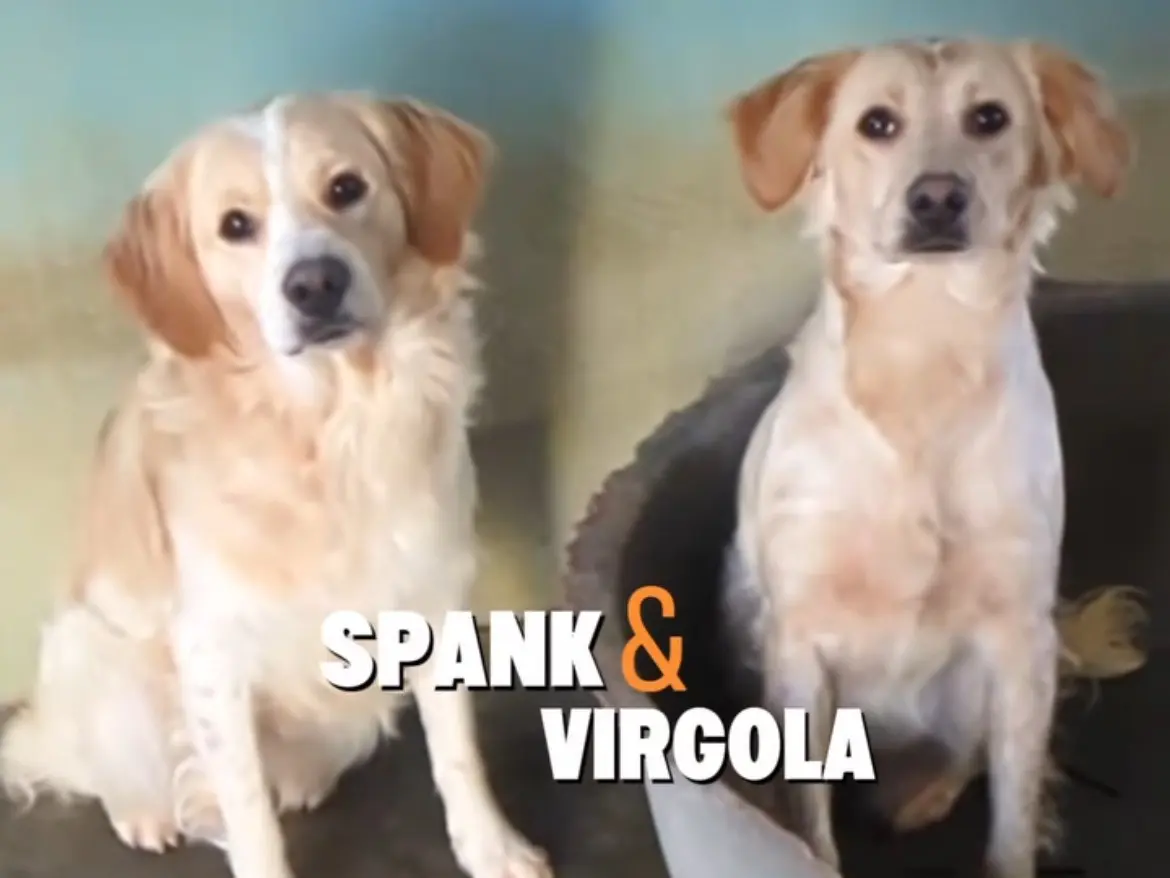 Adozione cane, maschio, Breton Razza sconosciuta, 2 anni e 6 mesi, taglia piccola, Brescia