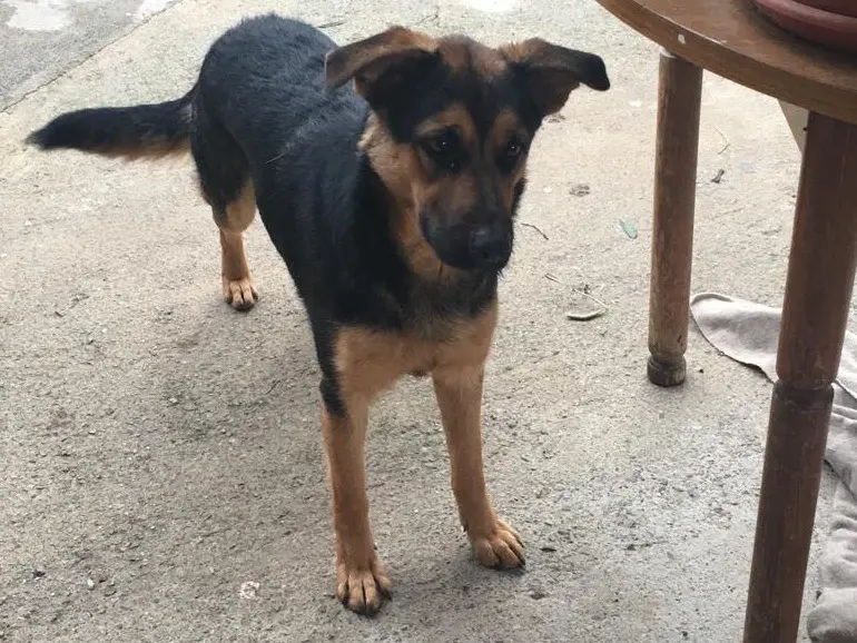 Adozione cane, femmina, Pastore tedesco Razza sconosciuta, 1 anno e 6 mesi, taglia media, Catanzaro