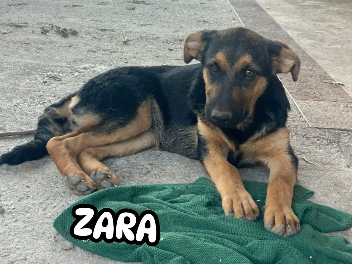 Adotta un cane, femmina, 1 anno e 6 mesi, Catanzaro