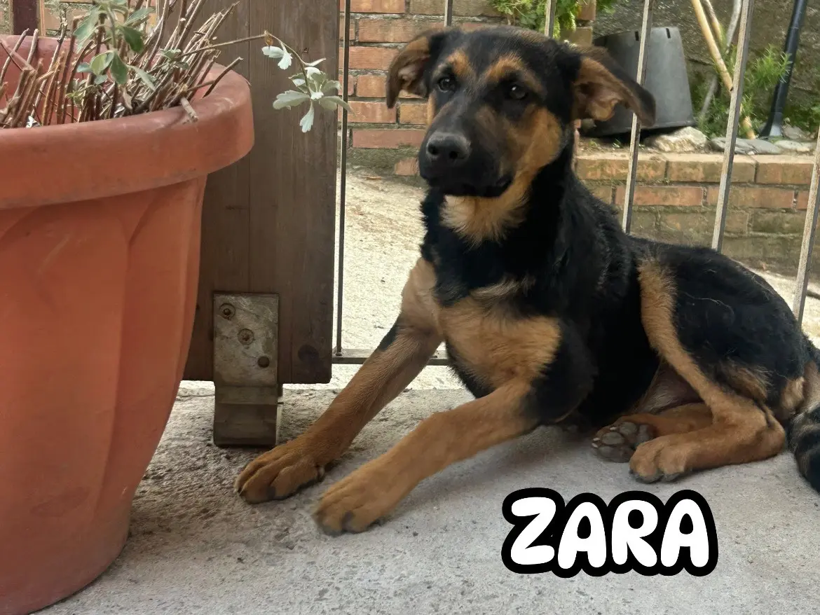 Adotta un cane, taglia media, femmina, Catanzaro