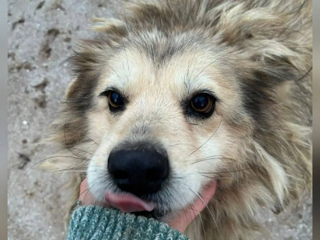 Adozione cane, femmina, Razza sconosciuta Razza sconosciuta, 9 anni e 9 mesi, taglia media, Caserta