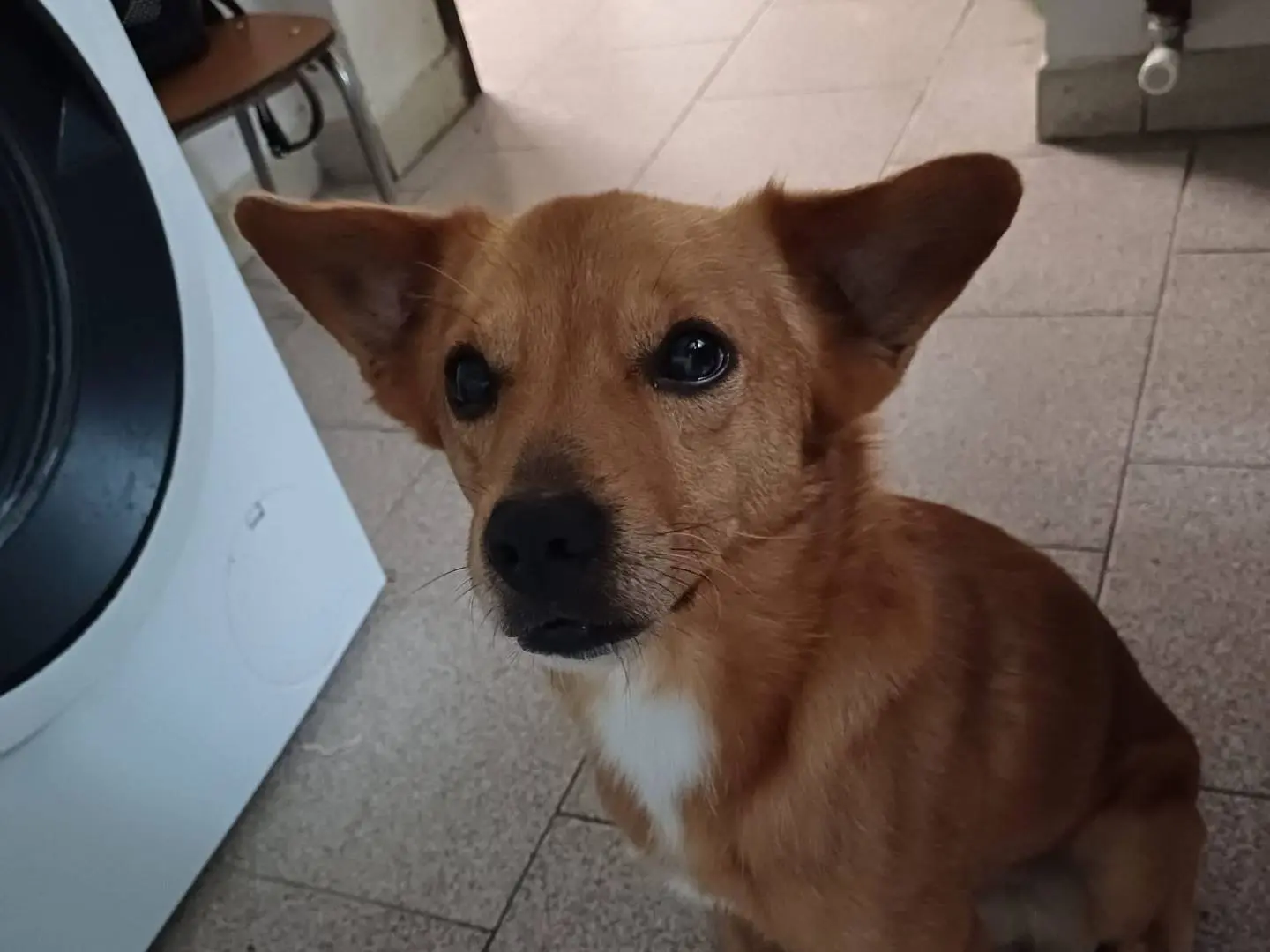 Adozione cane, maschio, Razza sconosciuta Razza sconosciuta, 8 anni e 10 mesi, taglia piccola, Verona