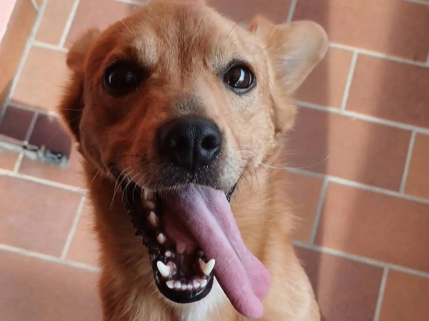 Adotta un cane, taglia piccola, maschio, Verona