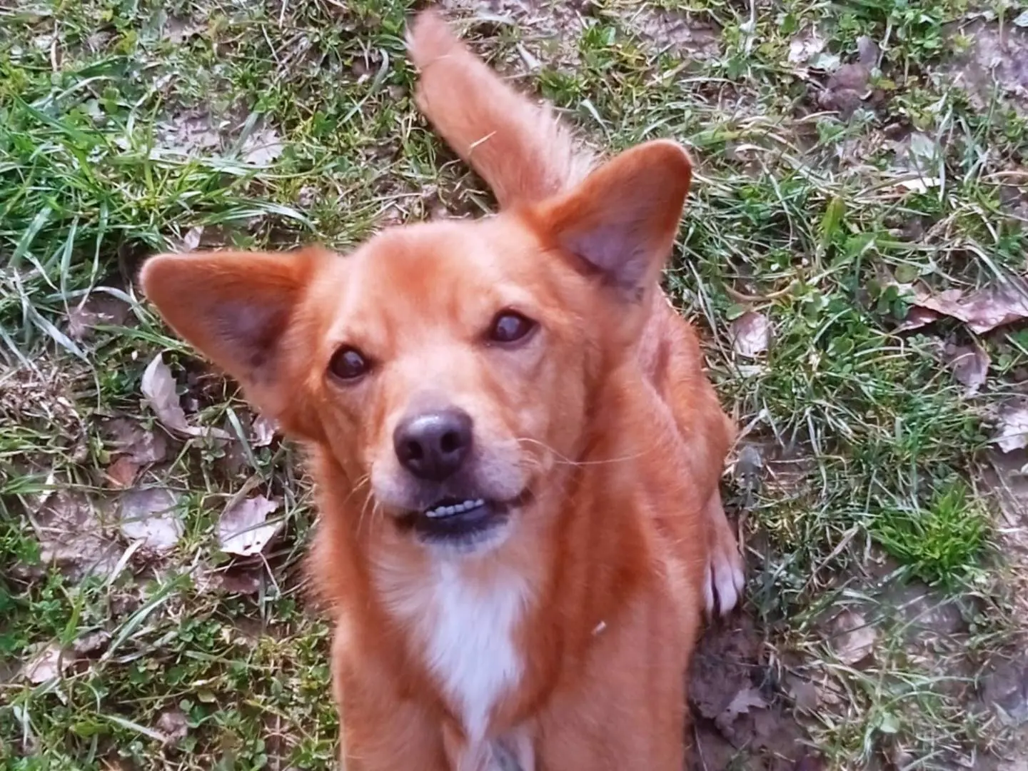 Adotta un cane, maschio, 8 anni e 10 mesi, Verona