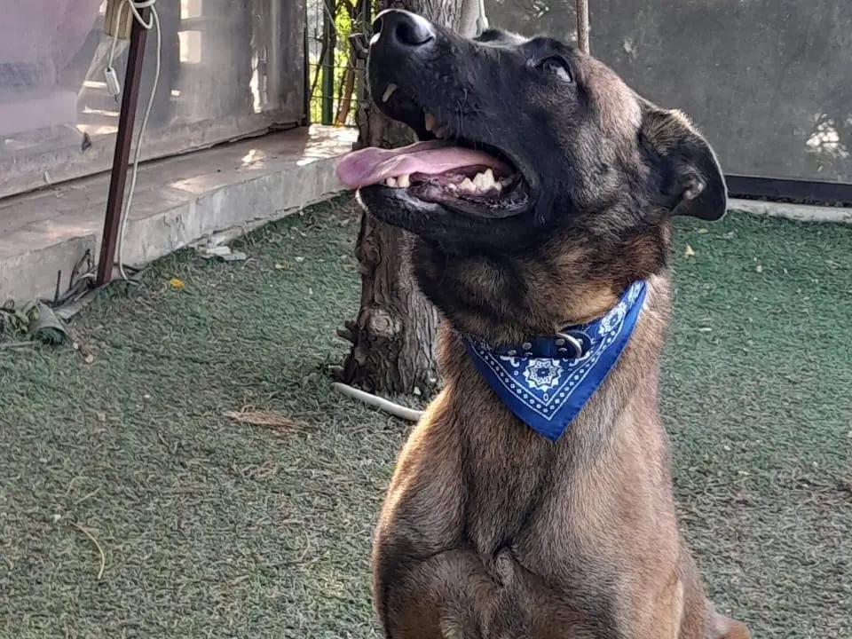 Adotta il cane Akila a Milano