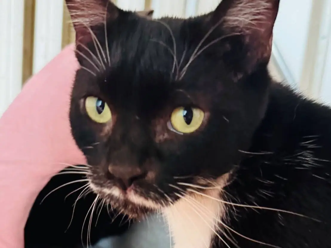 Adozione gatto, femmina, Razza sconosciuta Razza sconosciuta, 6 anni e 4 mesi, taglia non valida, Messina