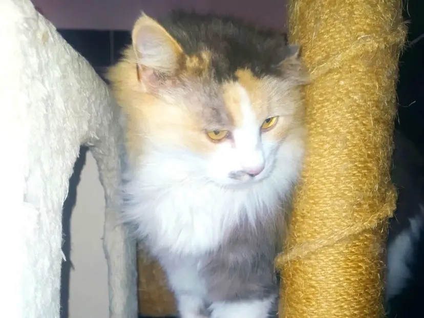Adozione gatto, femmina, Razza sconosciuta Razza sconosciuta, 5 anni e 7 mesi, taglia non valida, Torino