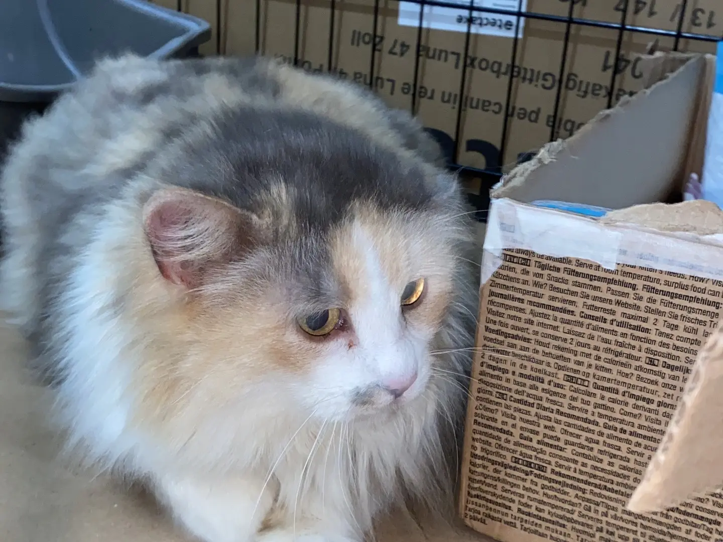 Adotta un gatto, femmina, 5 anni e 7 mesi, Torino