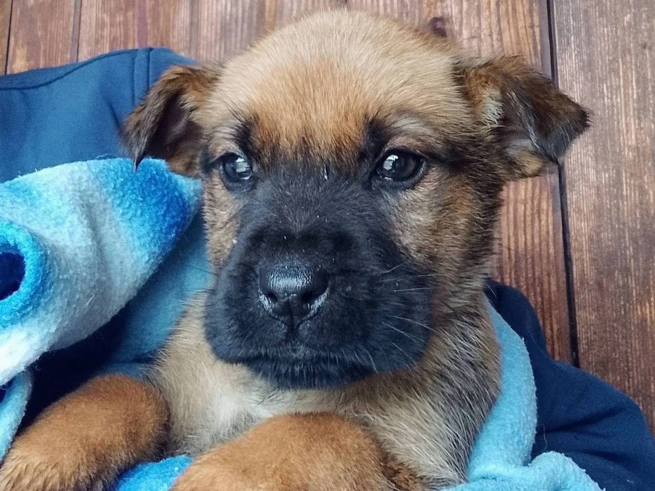 Adozione cane, femmina, Razza sconosciuta Razza sconosciuta, 8 mesi, taglia media, Siracusa