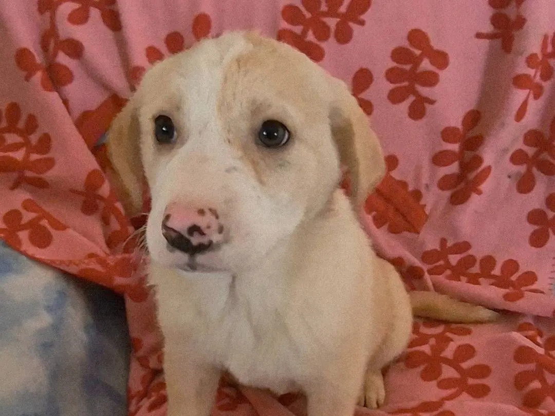 Adotta un cane, taglia media, femmina, Potenza