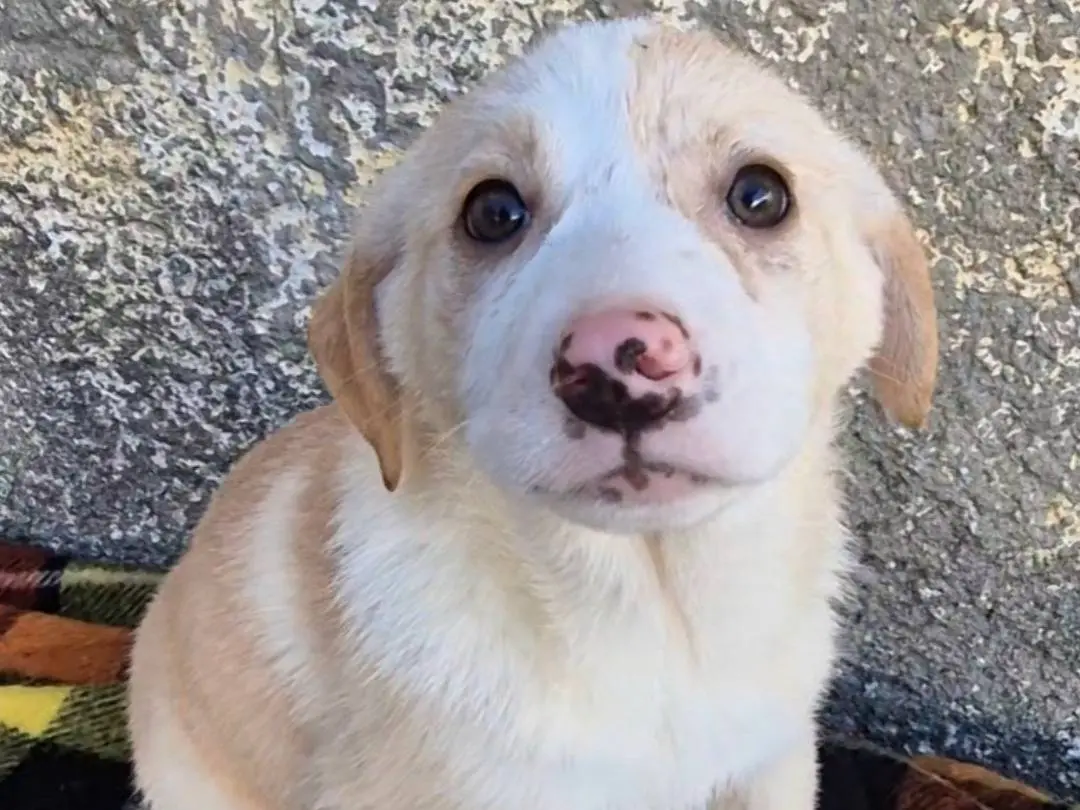 Adotta un cane, femmina, 11 mesi, Potenza
