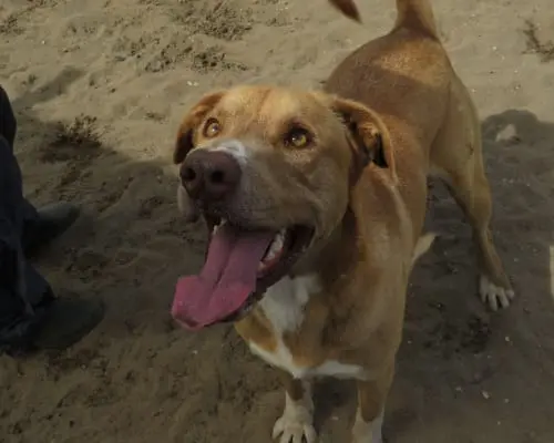 Vuoi adottare un cane a Napoli?