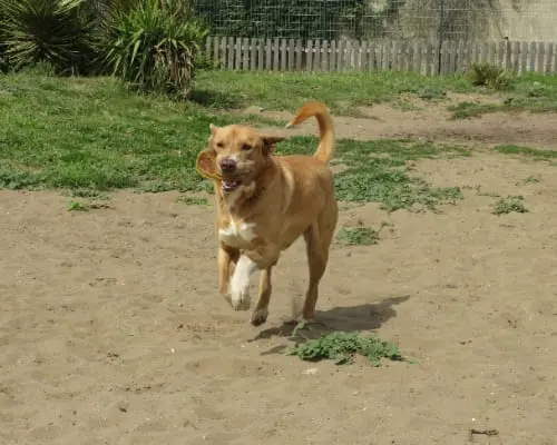 Adotta un cane, taglia grande, maschio, Napoli