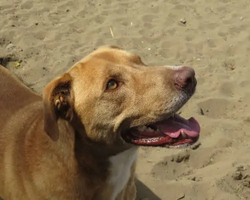 Adotta il cane DIEGO a Napoli