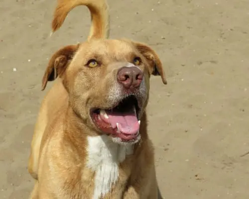 Adotta un cane, maschio, 13 anni e 8 mesi, Napoli
