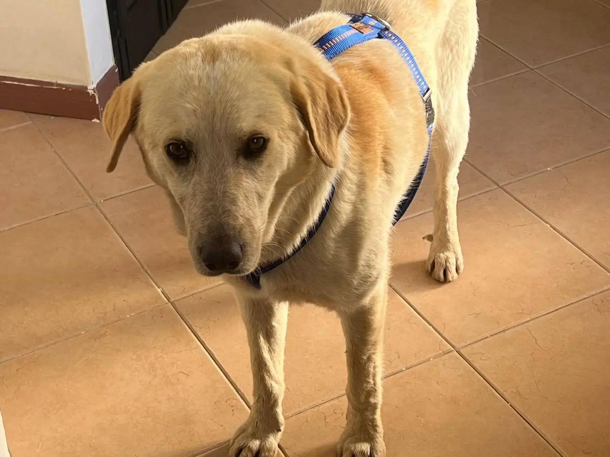 Adozione cane, maschio, Razza sconosciuta Razza sconosciuta, 3 anni, taglia media, Padova