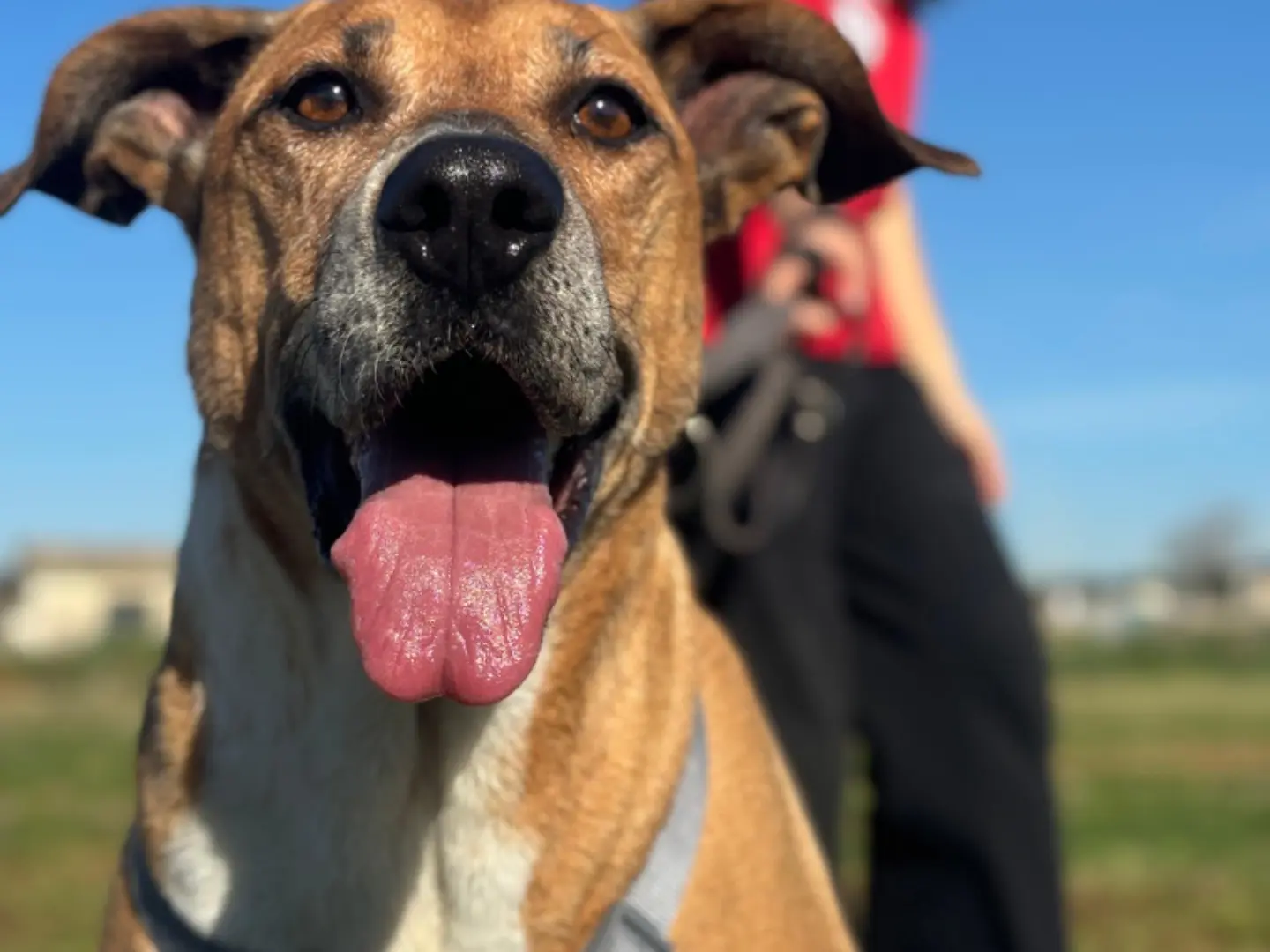 Adotta un cane, maschio, 10 anni, Napoli
