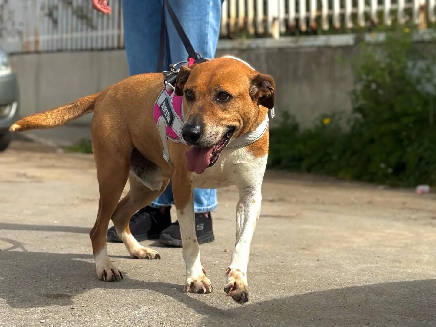 Vuoi adottare un cane a Napoli?