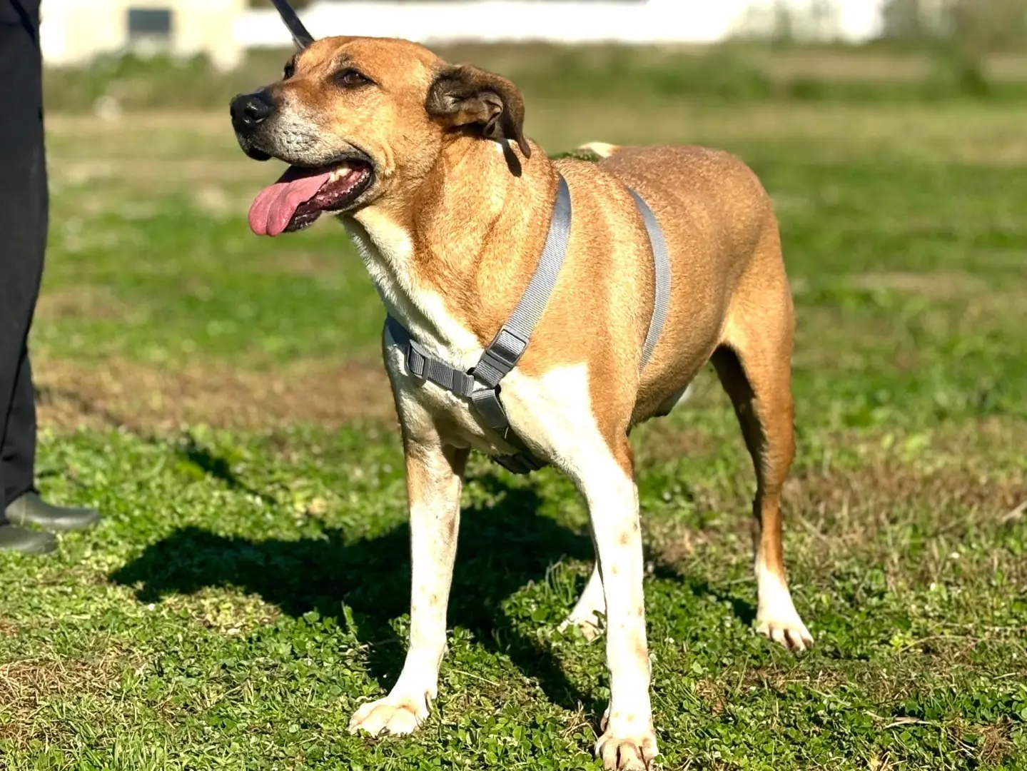 Adotta un cane, taglia media, maschio, Napoli