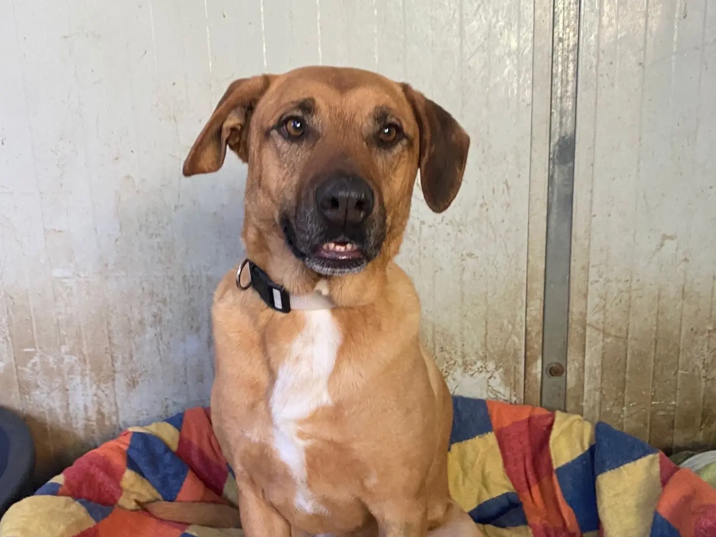 Vuoi adottare un cane a Siracusa?