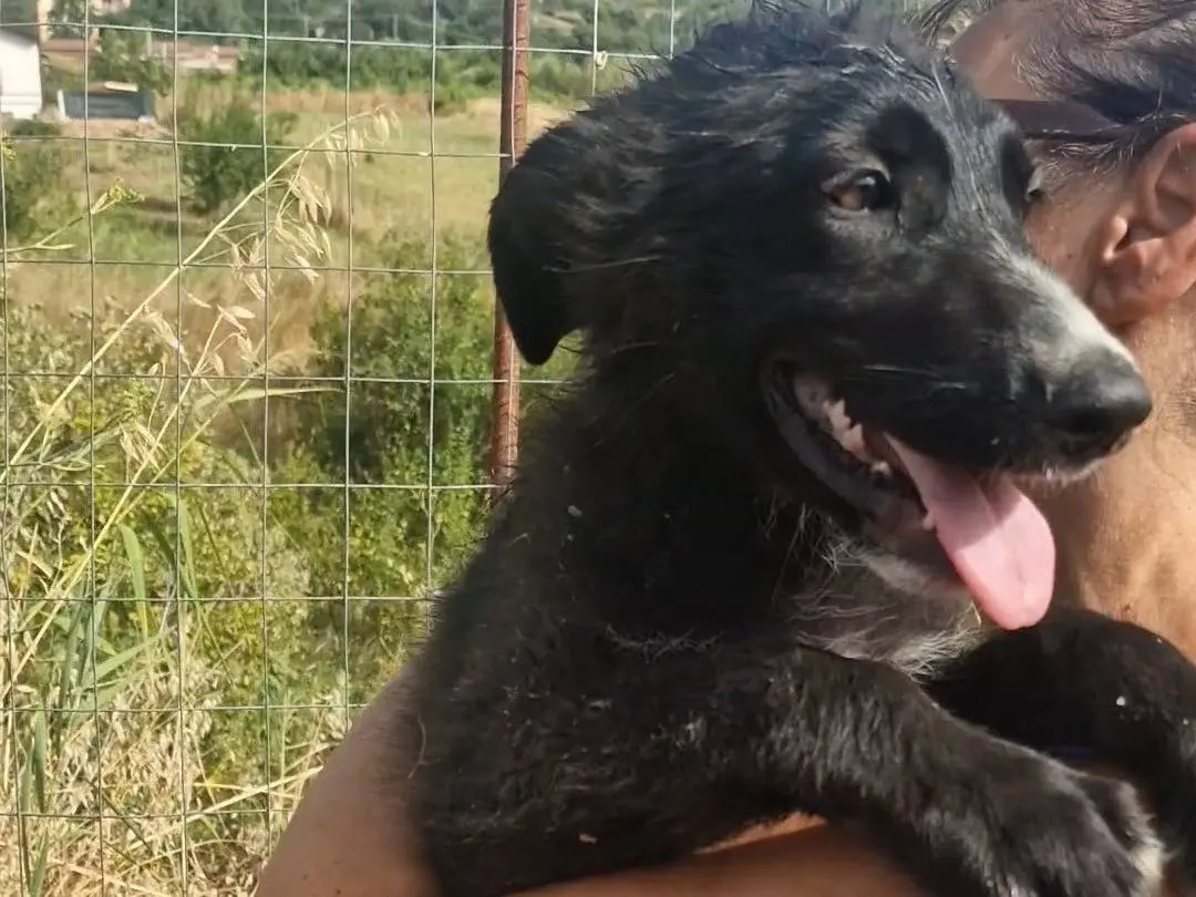 Adotta un cane, maschio, 5 mesi, Palermo