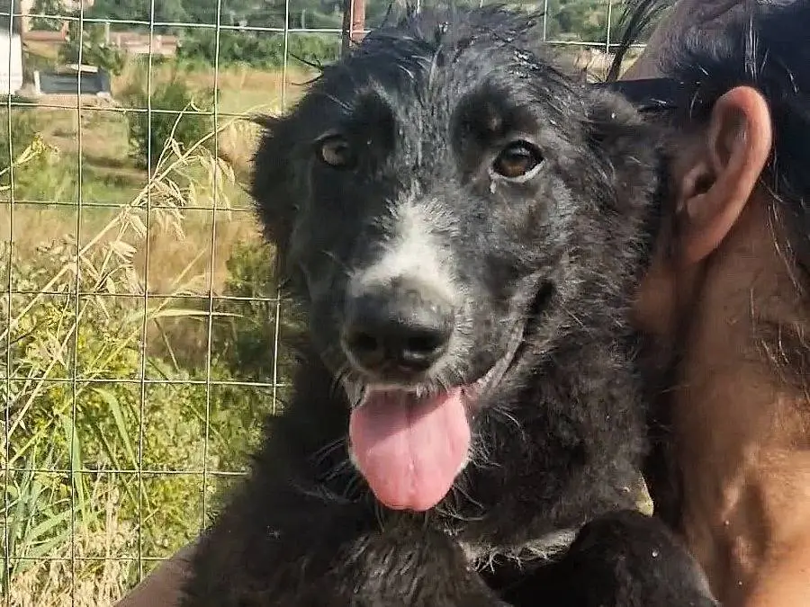 Adozione cane, maschio, Razza sconosciuta Razza sconosciuta, 5 mesi, taglia media, Palermo