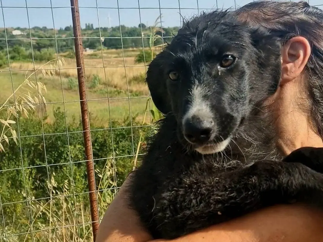Adotta un cane, taglia media, maschio, Palermo