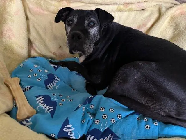 Adozione cane, femmina, Pitbull Razza sconosciuta, 12 anni e 7 mesi, taglia grande, Napoli