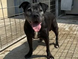 Adotta un cane, femmina, 12 anni e 7 mesi, Napoli