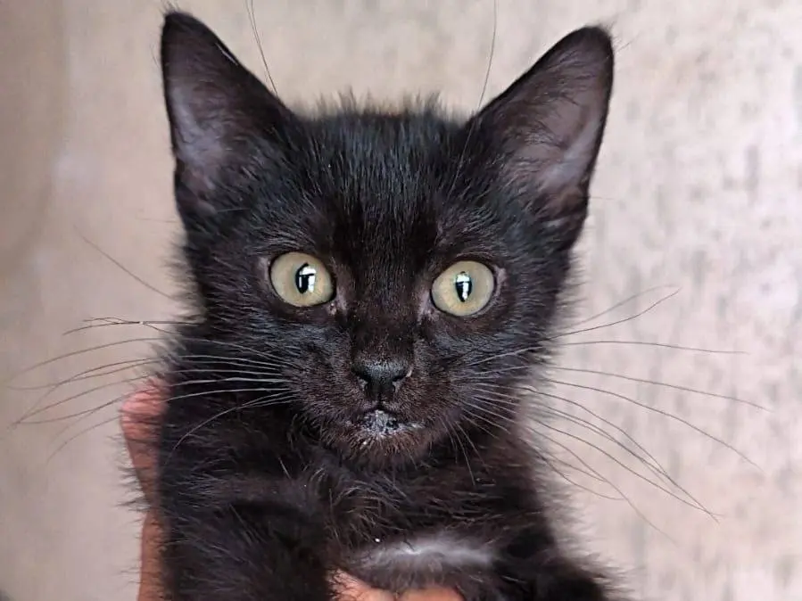 Adozione gatto, maschio, Razza sconosciuta Razza sconosciuta, 7 mesi, taglia non valida, Bari